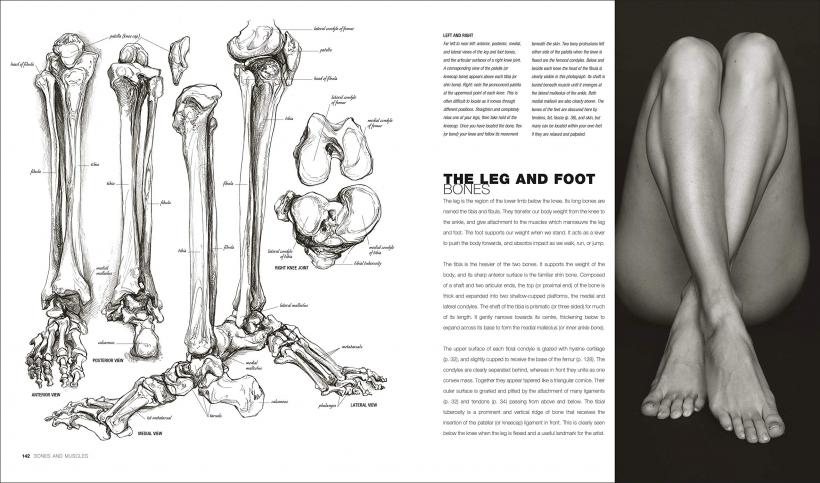 Anatomy for the Artist